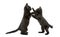 Side view of two Black kittens playing, 2 months old, isolated