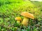 Side view two bolete fungus, wrinkled Leccinum or Leccinum rugosiceps with stem, yellowish cap, gills growing on low grass of