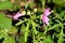 Side view of two Common mallow or Malva sylvestris plant bright pinkish purple with dark stripes flowers around closed flower buds