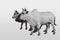 Side view, two cows, white and black cows and two black buffalo are standing and looking on white background, animal, object,