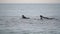 Side view of two sportsmen surfers in black wetsuit lying on front on surfboard and rowing hands cruising on sea wave