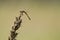 Side view of a varigated meadowhawk dragonfly on a dead plant closeup