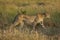 Side view of walking cheetah amongst tall grass during sunset in Masai Mara Kenya