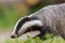 Side view of walking European Badger in the forest closeup
