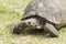 Side view of a walking tortoise