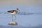 Side view of walking Wood Sandpiper at the shallow water of the