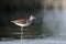 Side view of walking Wood Sandpiper at the shallow water near re