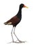 Side view of a Wattled Jacana - Jacana jacana