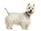 Side view of a West Highland White Terrier panting