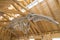 Side view of whale skeleton suspended from wooden ceiling