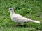 Side view of white and beige eurasian collared dove standing on grass