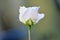 Side View of White Climbing Rose Iceberg with pink ting