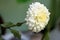 Side view of White color chrysanthemum flower. Beautiful Chrysanthemum flower blooming. Chrysanthemums blossom season