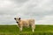 Side view white galloway calf with a thick coat standing next to