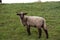 Side view on a white sheep on a grass area in rhede ems emsland germany