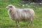 Side view of a white sheep with very long wool