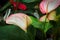 Side view of white spadix on a laceleaf plant