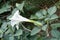 Side view of white trumpet-shaped flower of Datura innoxia in August