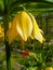 Side-view on white and yellow Datura flowers