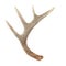 Side View of Whitetail Deer Antlers