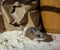 Side view of a wild brown house mouse, Mus musculus standing in a heap of flour in a kitchen cabinet.