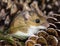 Side view of a wild brown house mouse on a pile of pine cones.