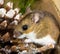 Side view of a wild brown house mouse on a pine cone.