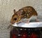 Side view of a wild brown house mouse on top of a jar of cherries.