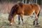 Side view of wild horse, cute chestnut exmoor pony, grazing in Masovice, Podyji