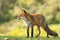 Side view of a Wild young red fox vulpes vulpes vixen posing i