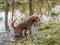 Side view of a woolly puppy standing on point in lagoon