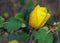 Side view of yellow California Glory flower