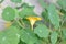 Side View Yellow edible Nasturtium Flower and Leaves