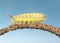 Side view of yellow hairy caterpillar