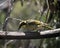 This is a side view of a yellow tufted honeyeater