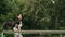 Side view of a young Asian girl trains her French bulldog, which balances with confidence on a crossbar during a walk in