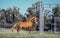 SIDE view young beautiful dark red horse play walk run briskly on dark grass, trees, football field, metal horizontal