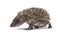 Side view of a Young European hedgehog walking away