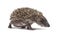 Side view of a Young European hedgehog walking away