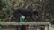 Side view of a young girl trains her big black dog, which balances with confidence on a crossbar during a walk in a