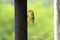 Side view of a young male American Goldfinch on a birdfeeder