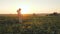 Side view of A young male farmer walks along the field with a two crates of fresh vegetables.