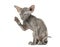Side view of a young peterbald cat high-fiving in a funny positi