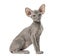 Side view of a young peterbald cat, sitting, isolated