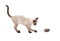 Side view of a young Siamese cat swatting at a toy mouse