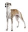 Side view of Young Whippet, standing