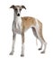 Side view of Young Whippet, standing