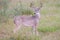 Side view of young whitetail buck