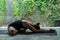 side view of young woman practicing yoga in Wide Child pose (Balasana) in front of wall covered with green leaves