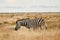 Side view. Zebra in the wildlife at daytime